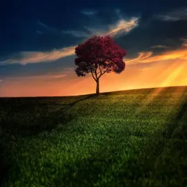 awesome-solitude-bess-hamiti